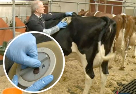 INSOLITE. Les vaches à hublot oeuvrent pour la science